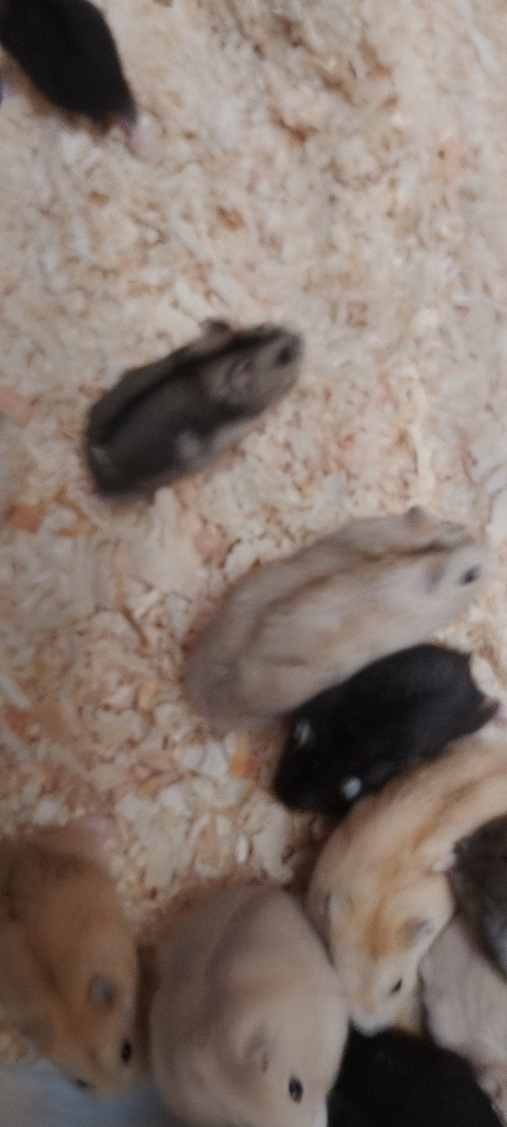 hamsters, Dieren en Toebehoren, Hamster, Meerdere dieren, Tam, September