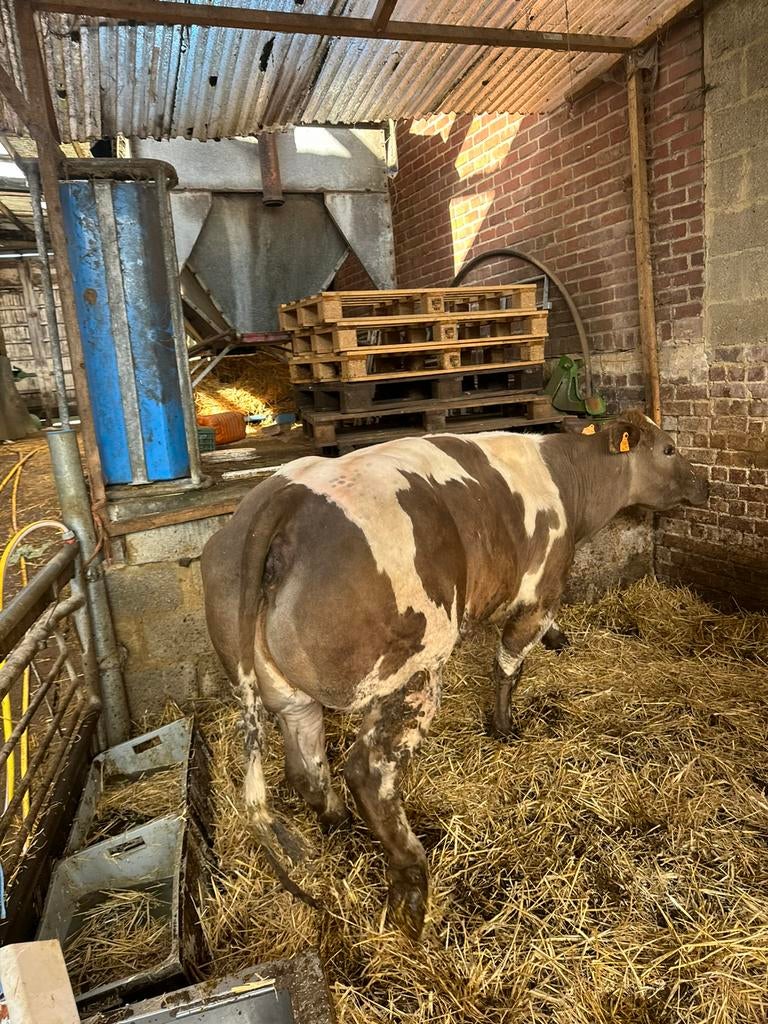 Derde kalfskoe voor af te vette, Dieren en Toebehoren