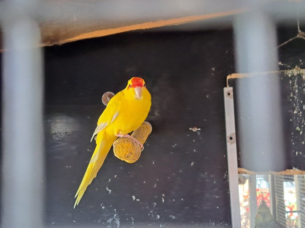 Kakariki koppel, Dieren en Toebehoren