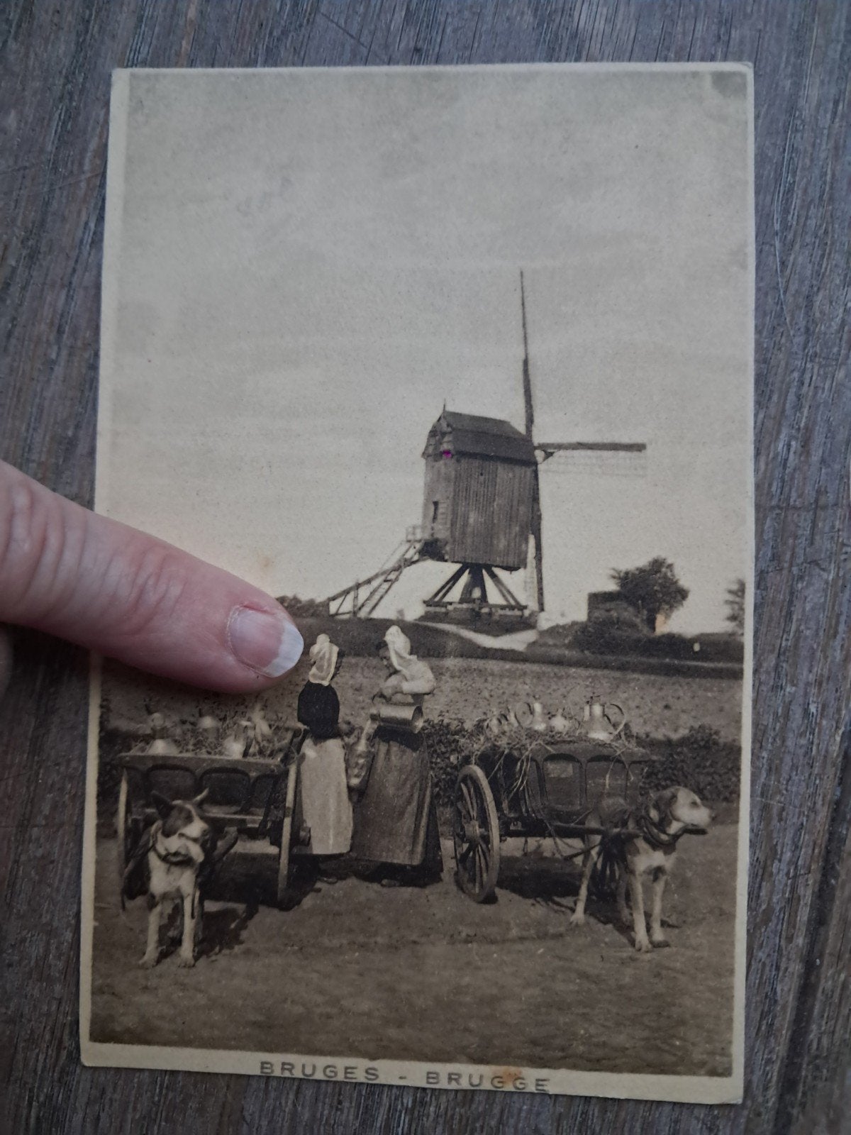 Brugge : de molen + melkvrouwen met hondenkar, Ophalen of Verzenden, Ongelopen, West-Vlaanderen