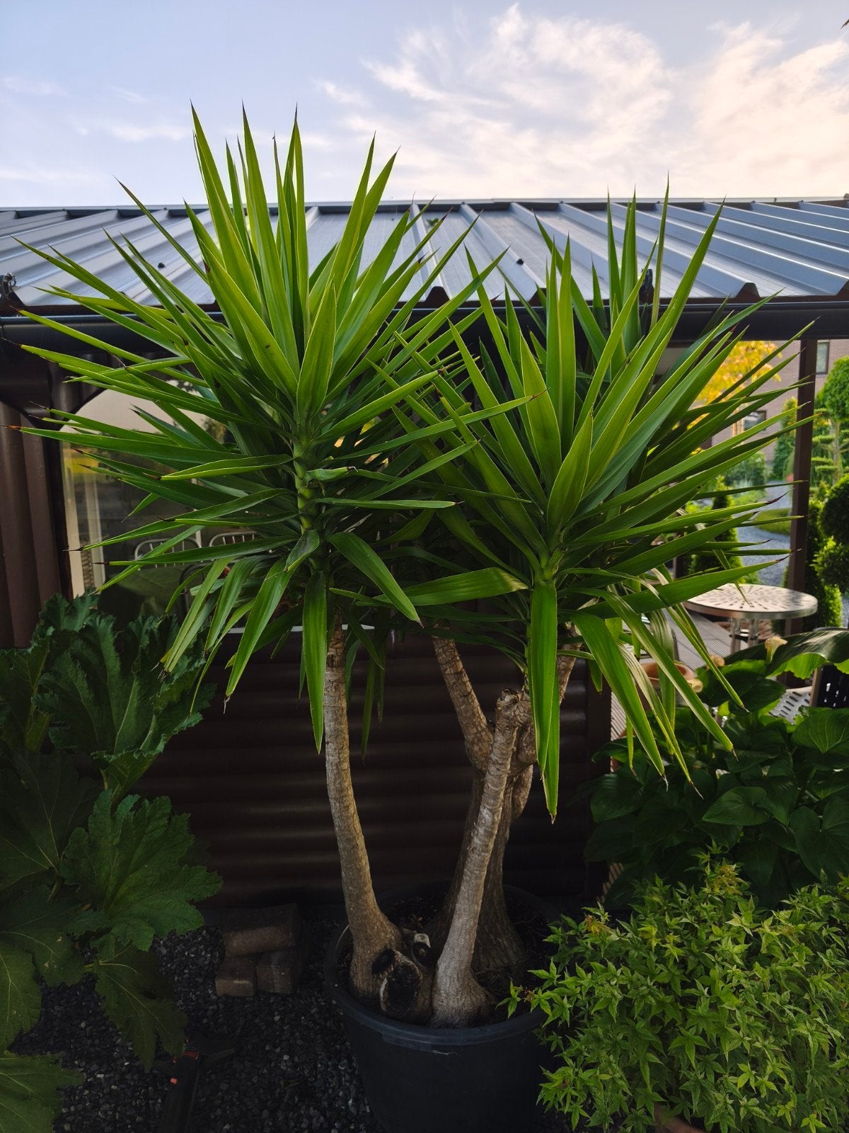 Yucca elephantipes, Tuin en Terras, Ophalen, Winter
