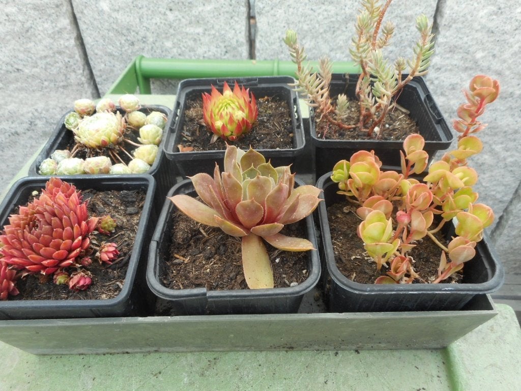 plantes, Jardin & Terrasse, Plantes | Jardin, Plein soleil, Été, Plante fixe, Enlèvement ou Envoi