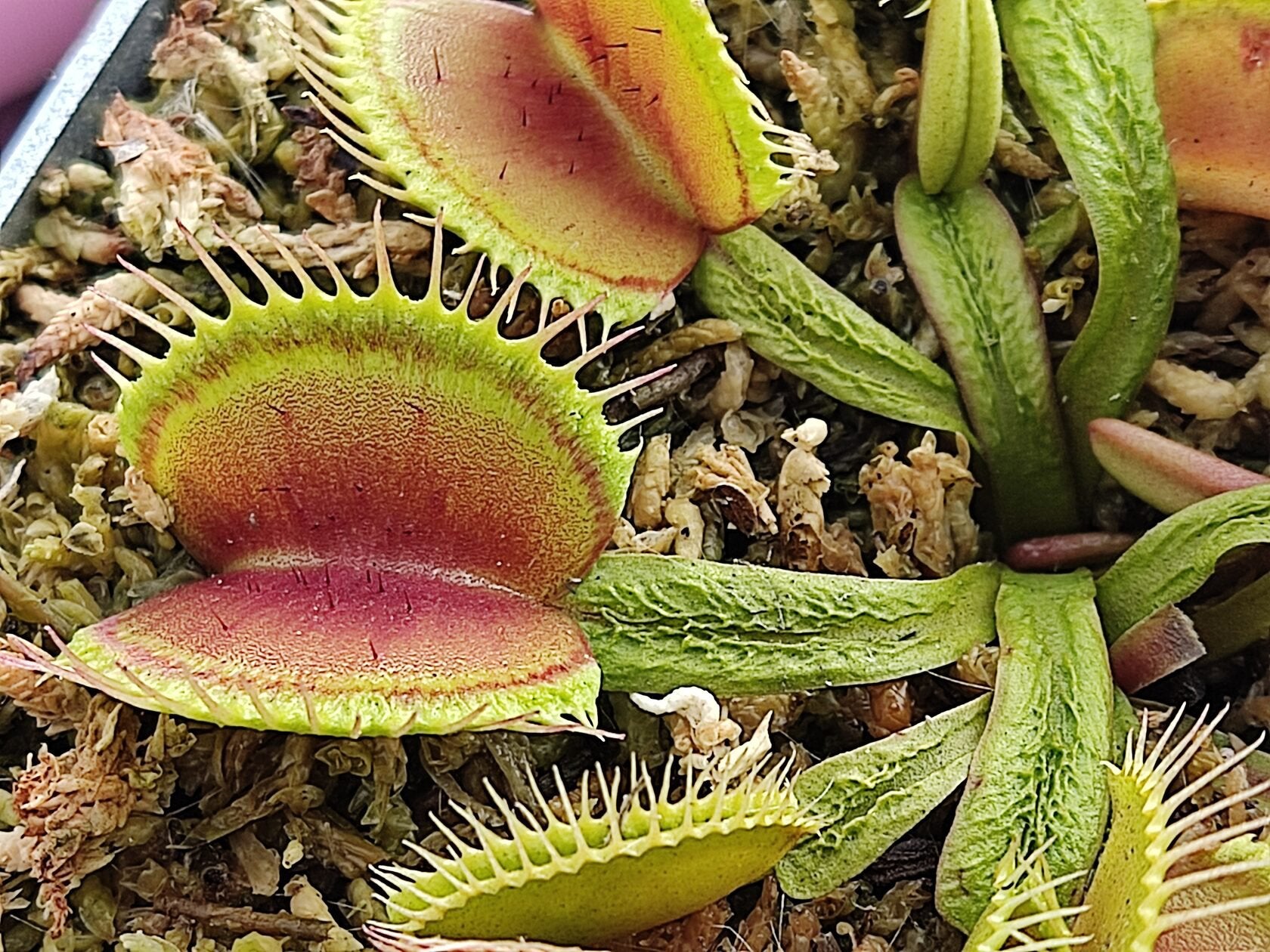 Vlees etende planten, Ophalen of Verzenden