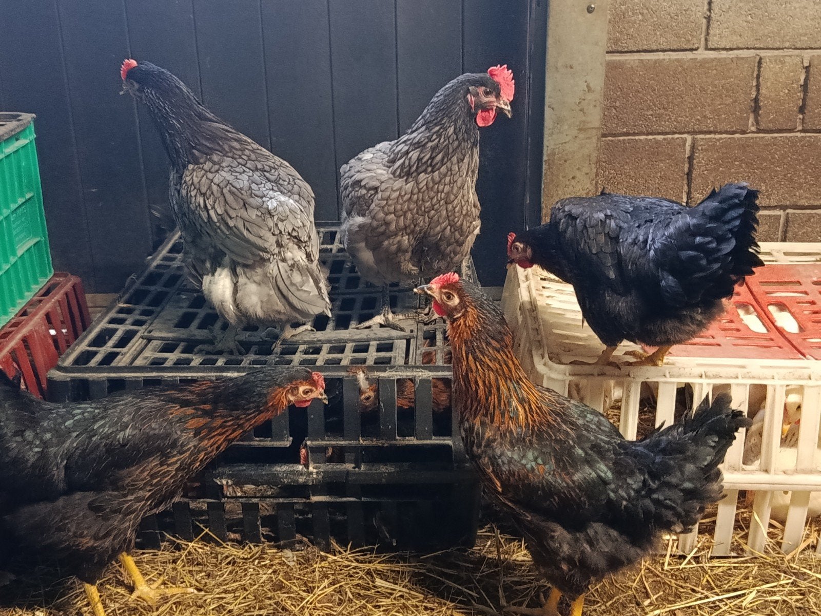 jonge harco legkippen, Poule ou poulet