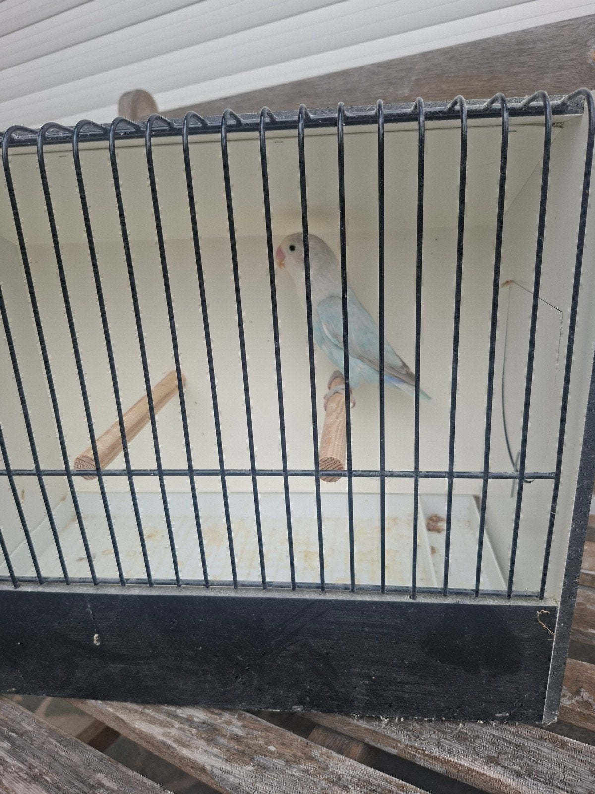 fischeri, Dieren en Toebehoren, Meerdere dieren, Dwergpapegaai of Agapornis, Geringd