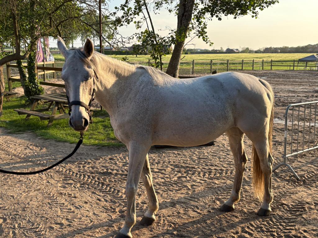 Fokmerrie te koop, Dieren en Toebehoren, Paarden, Merrie