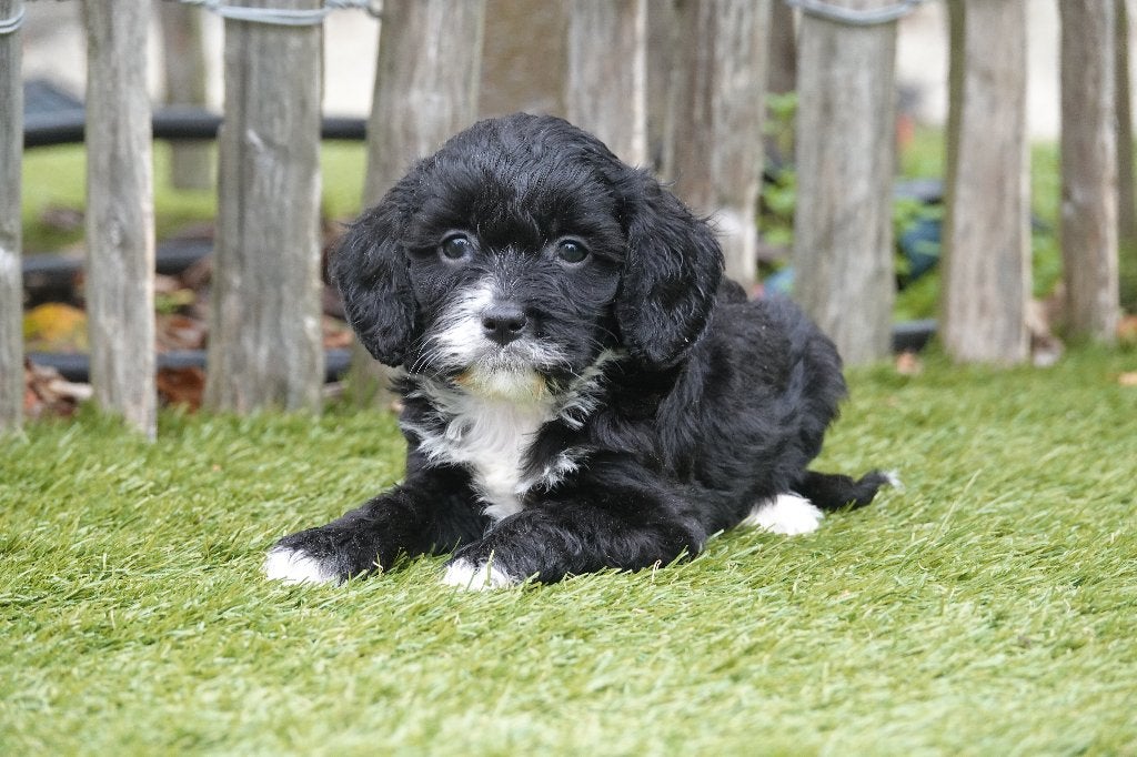 Prachtige Cavapoo pups (zwart-wit en tricolor), België, Overige rassen, 8 tot 15 weken, CDV (hondenziekte)