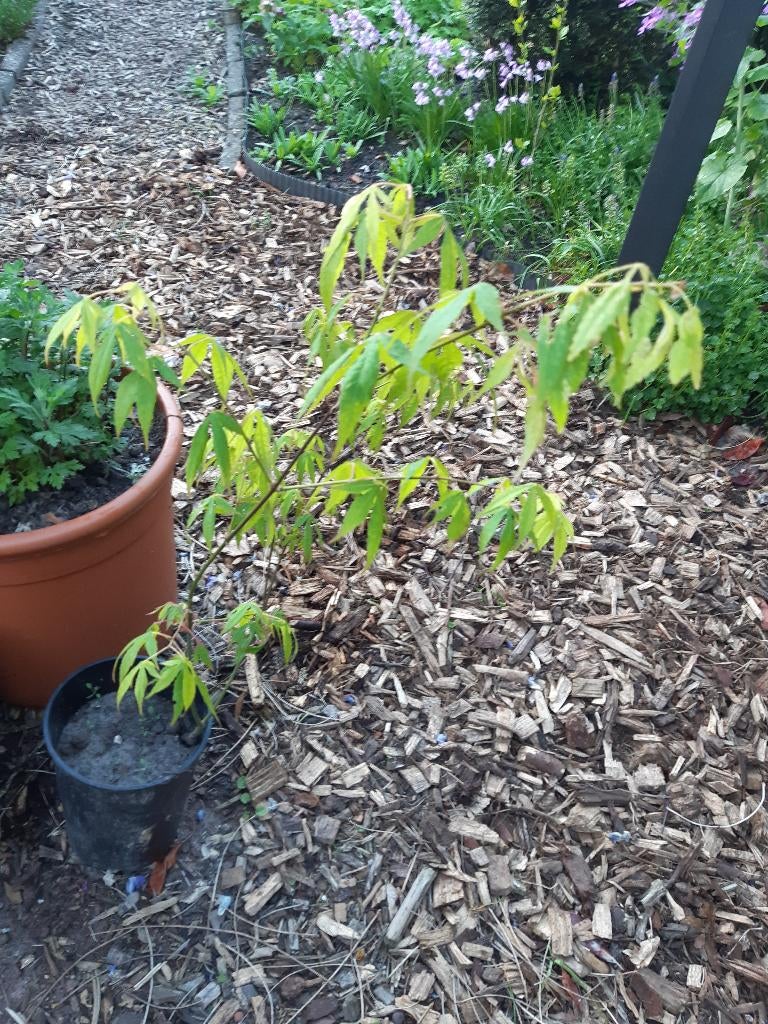 jonge kleine esdoorns, Tuin en Terras, Ophalen, In pot, Overige soorten, Minder dan 100 cm