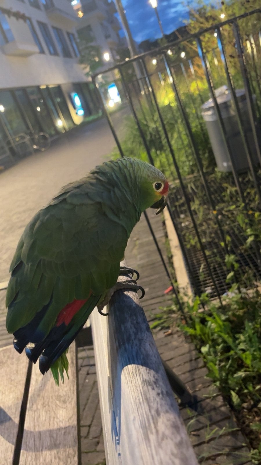 Amazonevrouw met rode voorkant, Dieren en Toebehoren, Mei, Vrouwelijk