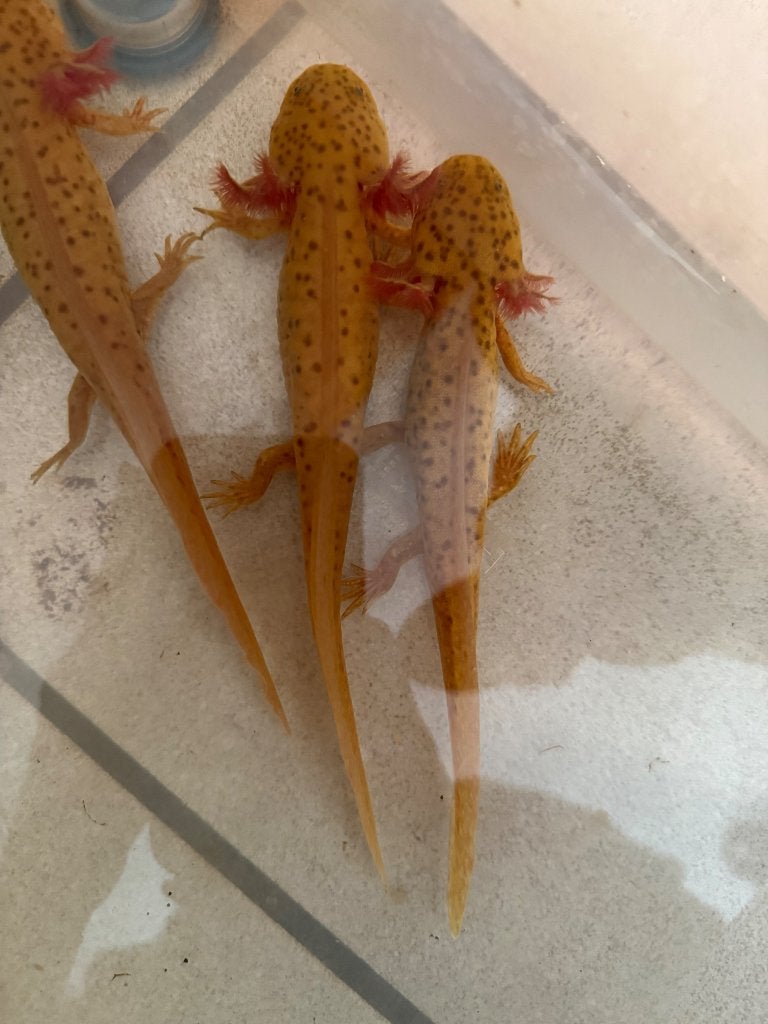 Spotted copper axolotls