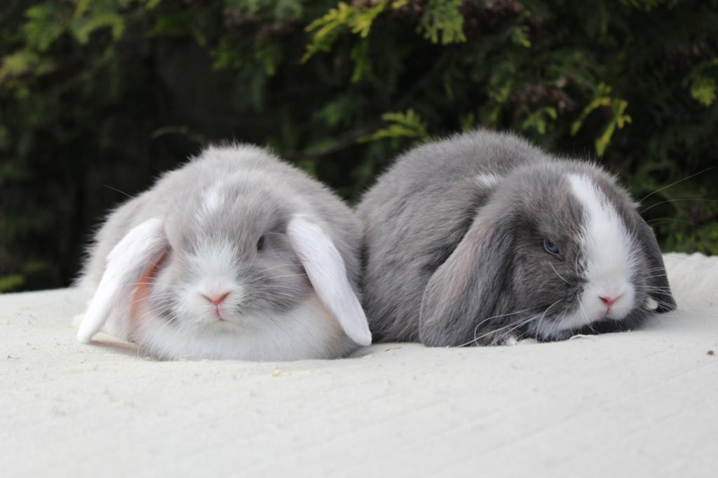 Super mooi nhd koppel, Meerdere dieren, Klein, Hangoor, 0 tot 2 jaar