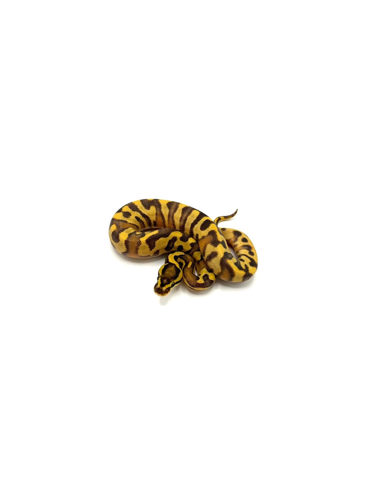 Diverse Python regius - koningspythons Ball Python photo 7