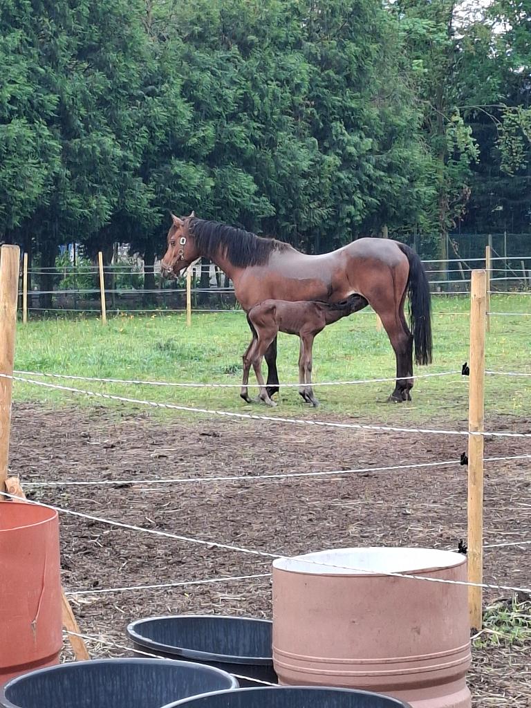 Weide gezocht, Pâturage, 4 chevaux ou poneys ou plus