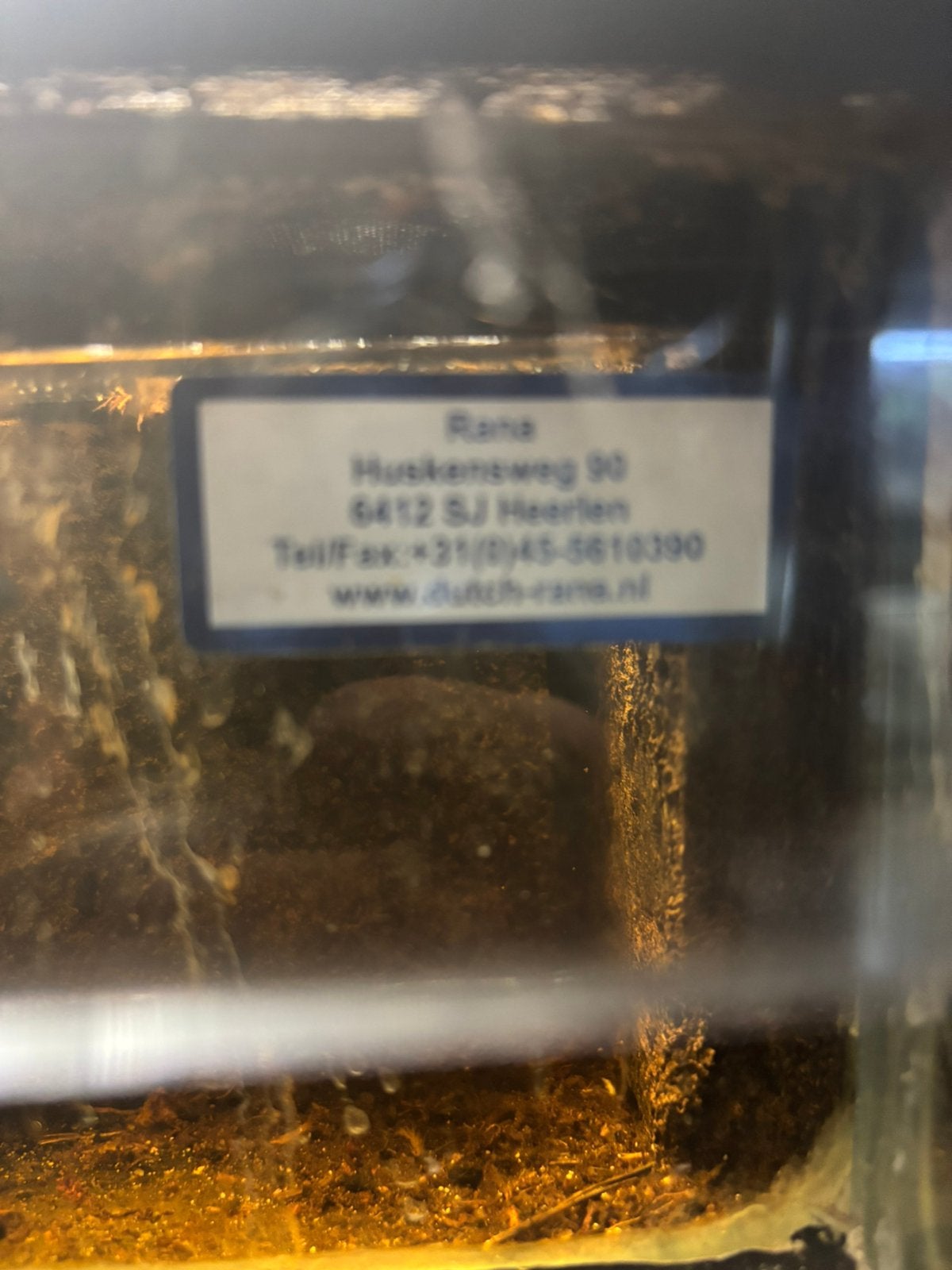 Paludarium compleet, Animaux & Accessoires, Amphibien