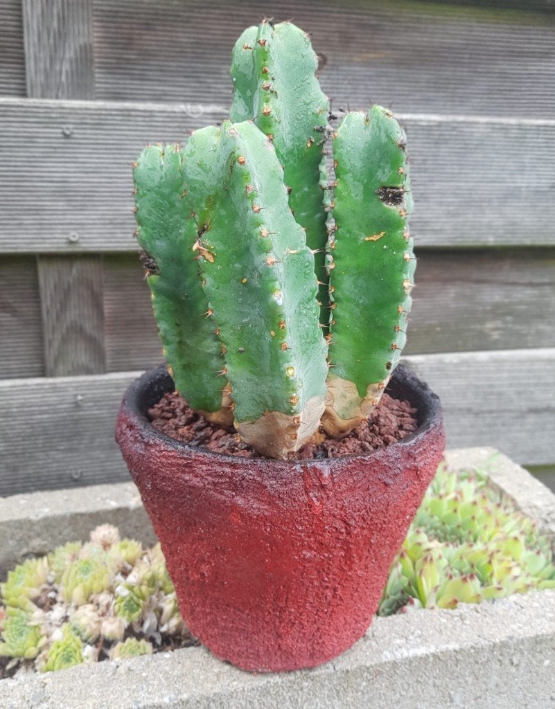Euphorbia 'cactus', Ophalen, Minder dan 100 cm, In pot, Cactus