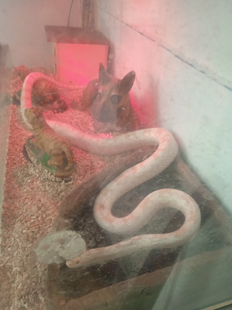 Panterophis des neiges, Enlèvement, Comme neuf, Autres types