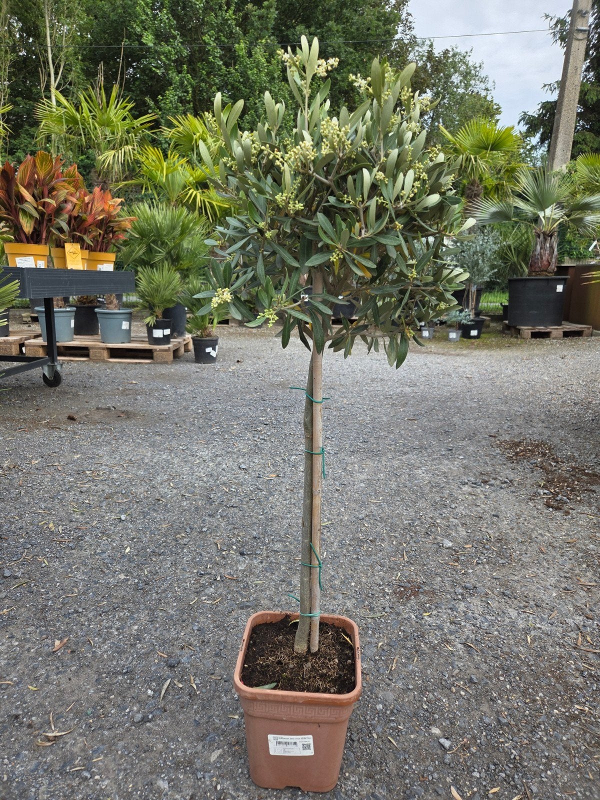 Olijfboom Olea Europaea, Enlèvement, Olivier