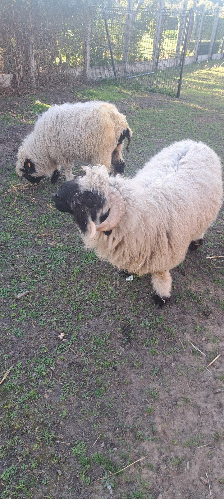 swartnause koppeltje ram, ooi, Dieren en Toebehoren, Schaap