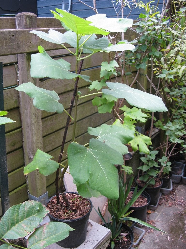Figuier, Jardin & Terrasse, Figuier, En pot, Plein soleil, Enlèvement