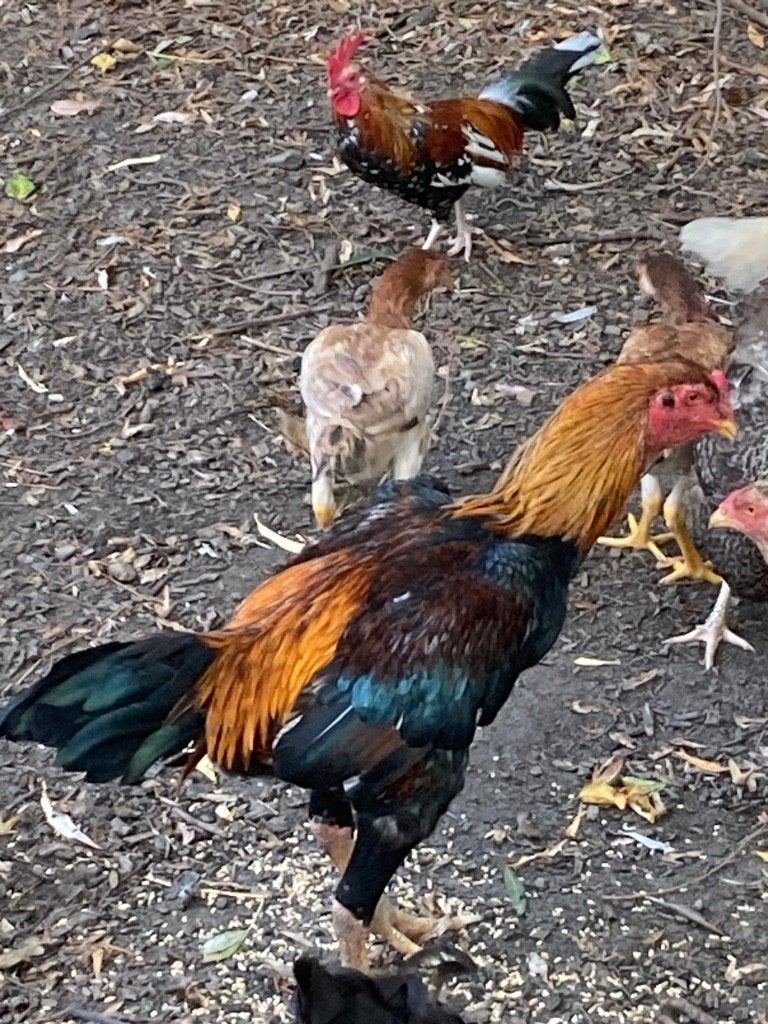Franse vechter kippen, Dieren en Toebehoren, Meerdere dieren, Kip
