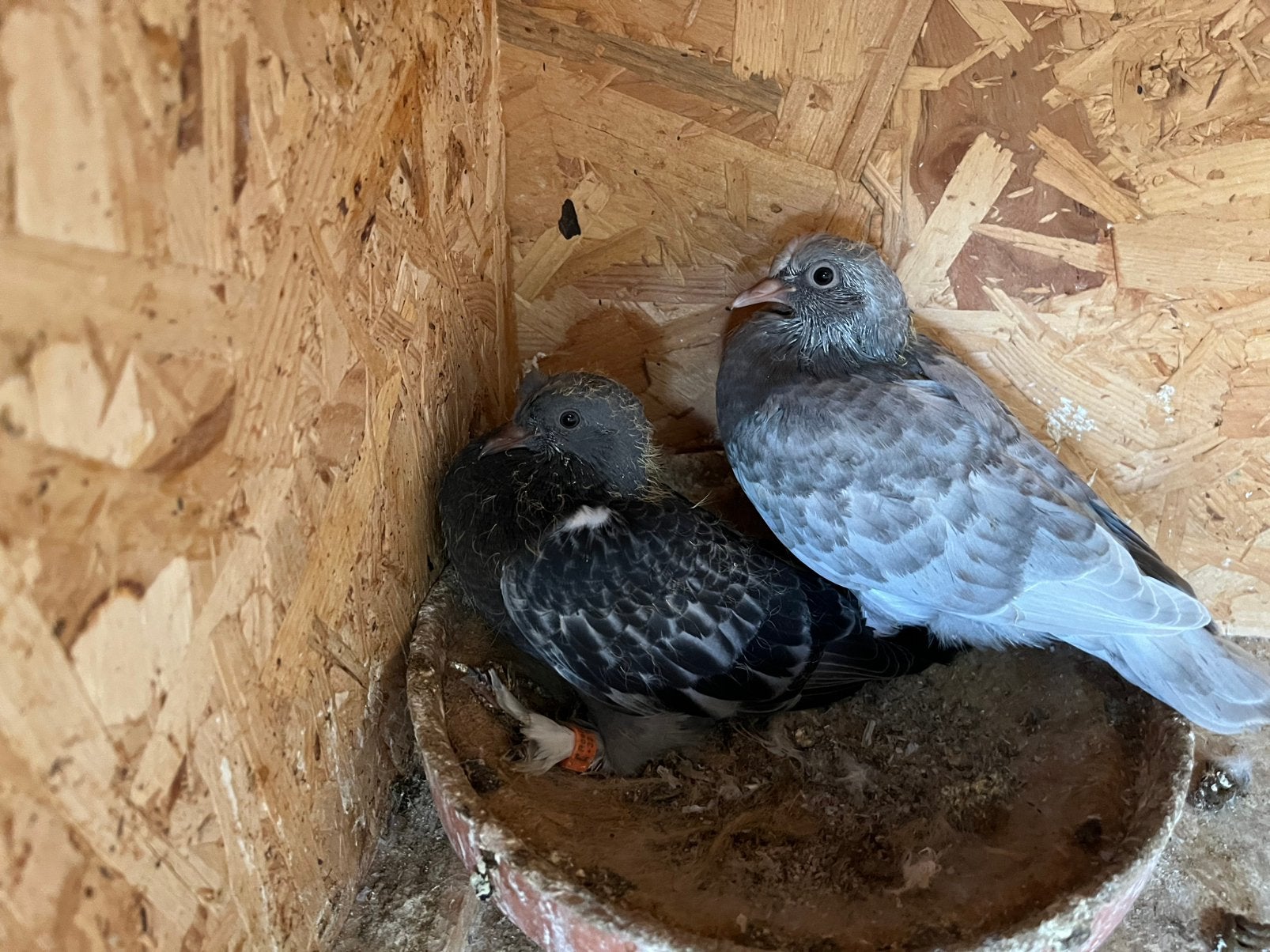 Takla ‘s, Animaux & Accessoires, Plusieurs animaux, Pigeon culbutant ou Roller