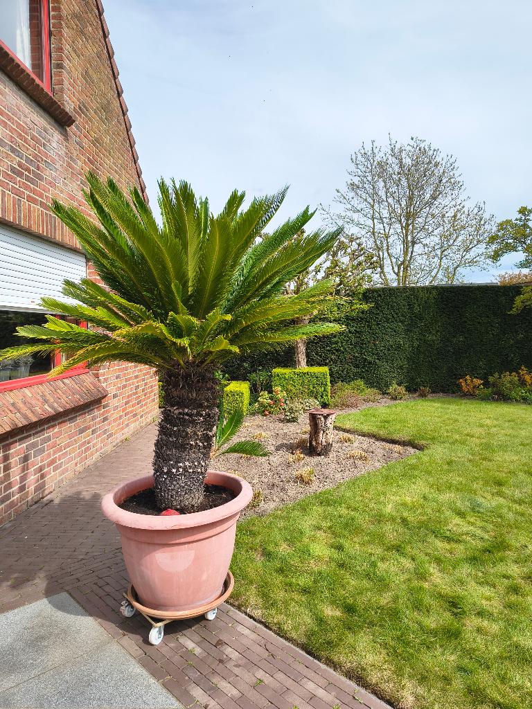 Mediterrane varenpalm (Cycas revoluta), Autres espèces, Ne fleurit pas, Plein soleil, Enlèvement