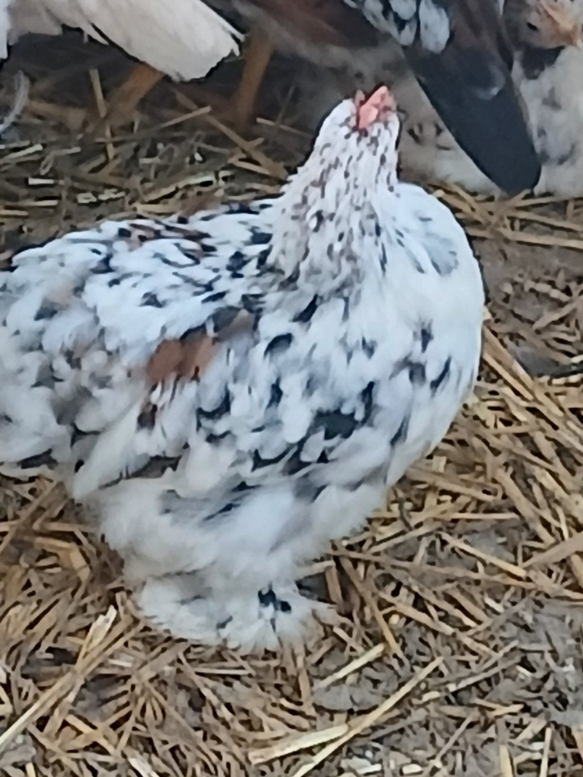 Cochin baby cock, Mâle, Poule ou poulet