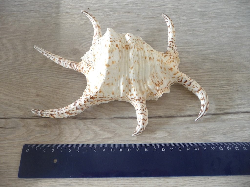 Coquillage exotique, Collections, Enlèvement ou Envoi, Coquillage(s)