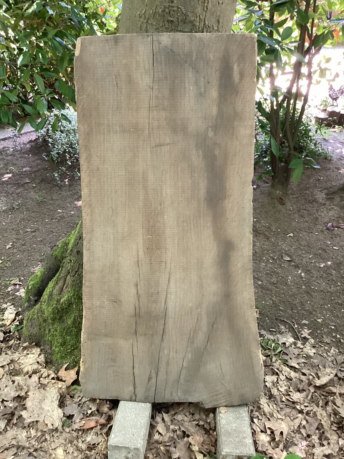 Plank eik 9,5 cm dik en droger kan niet meer., Huis en Inrichting, Ophalen, Zo goed als nieuw