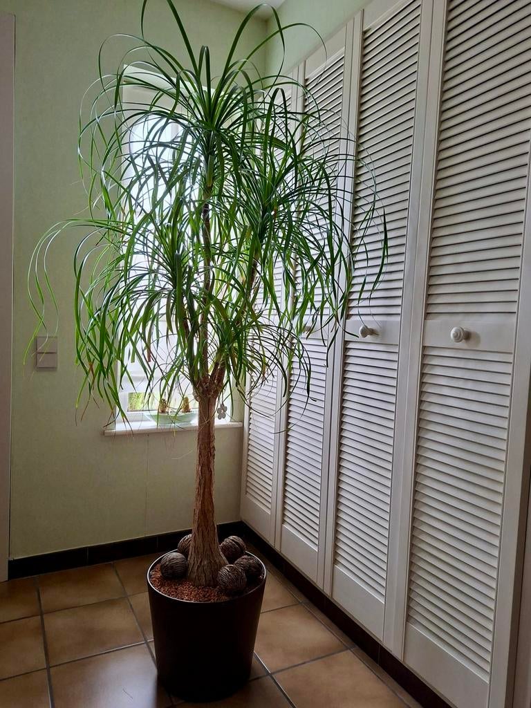 Mooie beaucarnea recurvata, Huis en Inrichting, Kamerplanten, Ophalen, Overige soorten, Halfschaduw, In pot