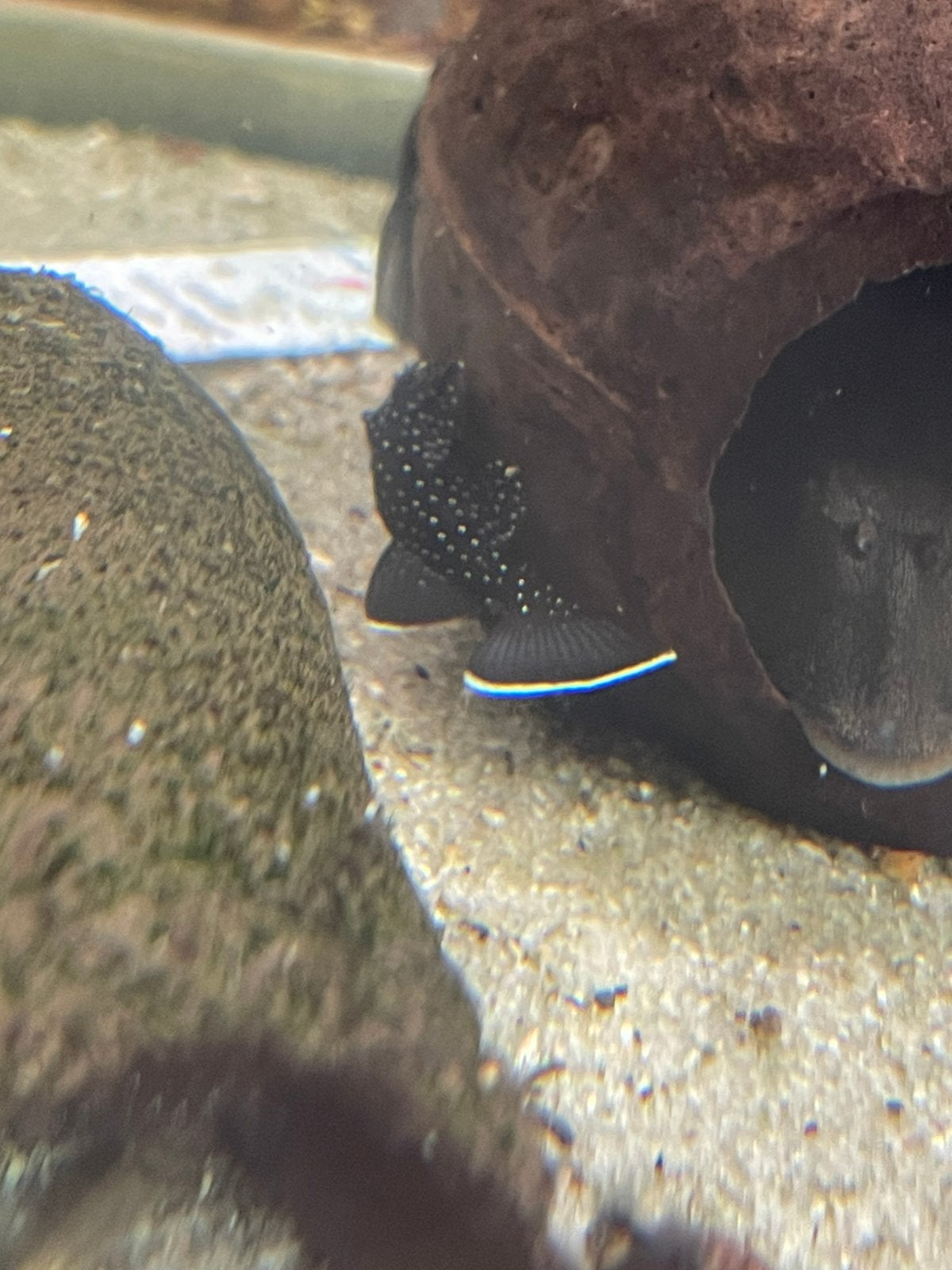 L 181 pleco