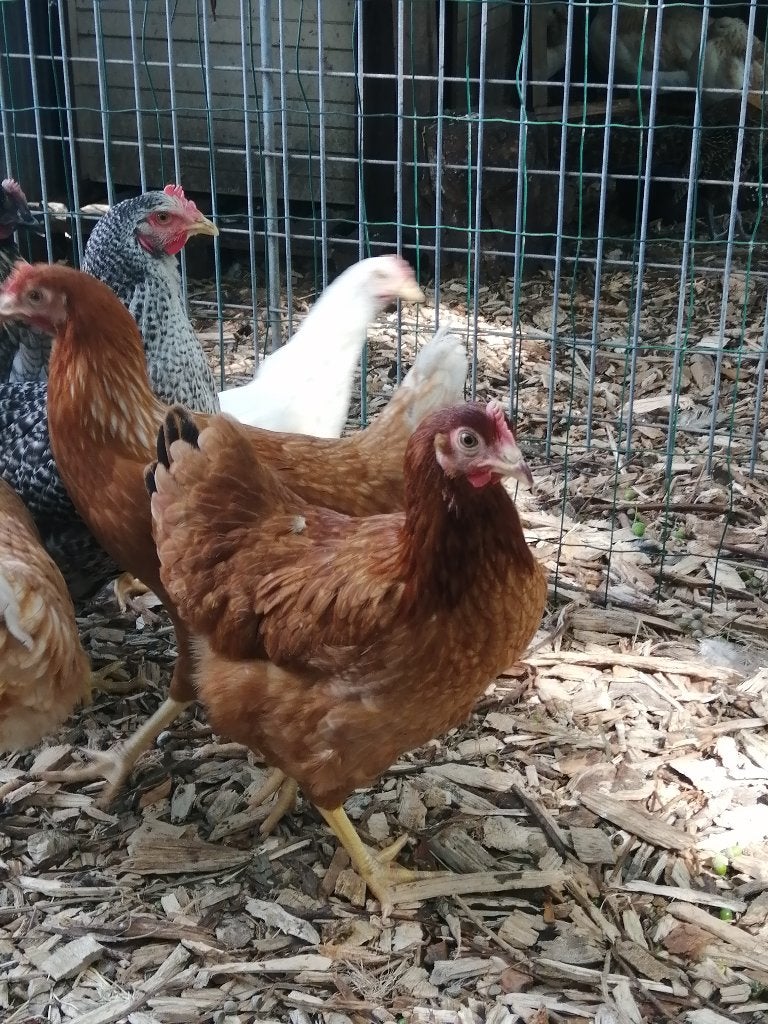 bruine legkippen, Dieren en Toebehoren, Pluimvee