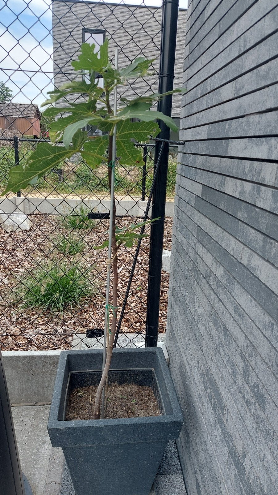 vijgenboom, Tuin en Terras, Planten | Bomen, Ophalen of Verzenden