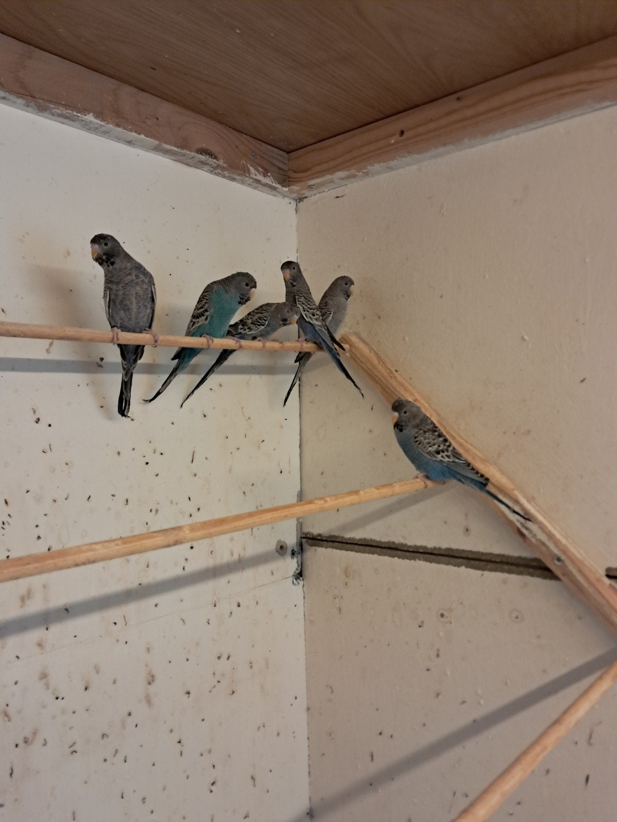 grasparkieten blackface, Dieren en Toebehoren, Geringd