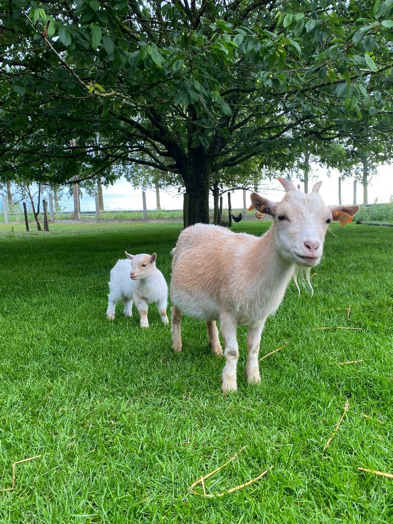 Dwerggeitjes, Dieren en Toebehoren, Meerdere dieren, Geit, 0 tot 2 jaar