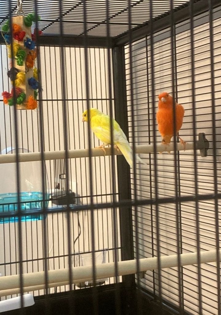 Cage oiseau  canari, Enlèvement, Neuf