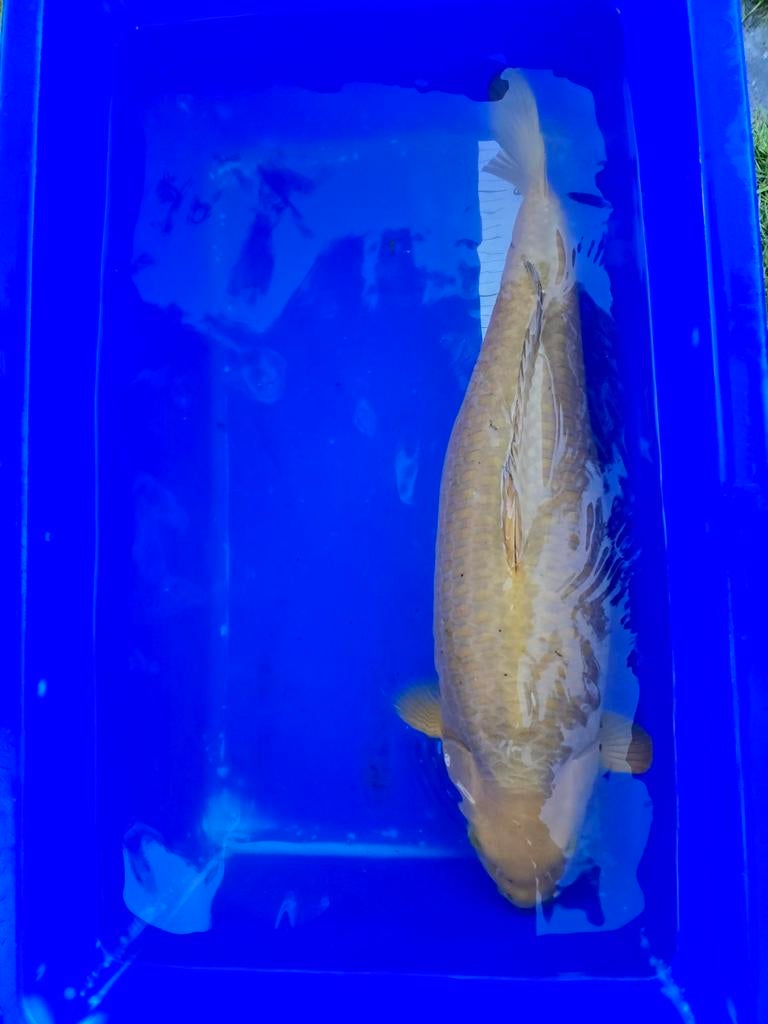 Zeer mooie Chagoi 65-70cm, Dieren en Toebehoren
