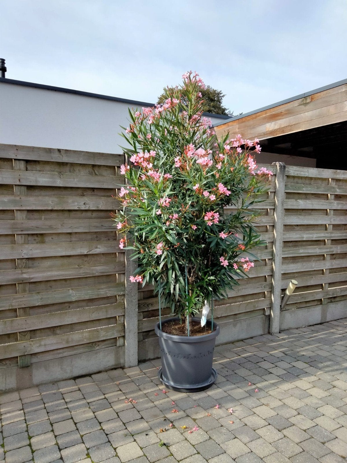 Oleander in pot, Enlèvement, En pot