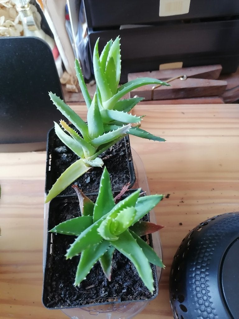 Aloe - plante grasse, Plante succulente, En pot, Plein soleil, Moins de 100 cm