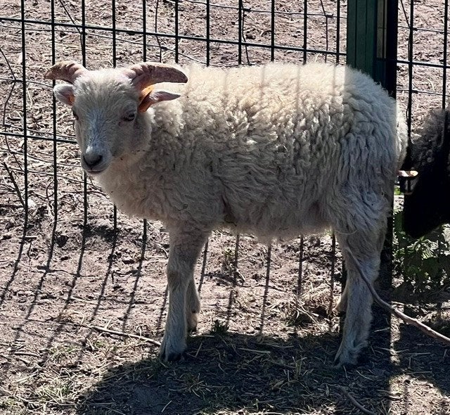 Ouessant dwergschaap rammetjes, Mannelijk, Schaap, 0 tot 2 jaar