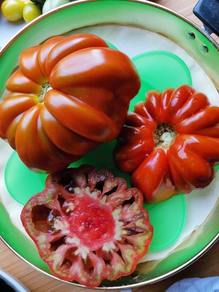 5 graines de tomates Fleur de reagir - culture biologique, Jardin & Terrasse, Envoi, Printemps, Graine