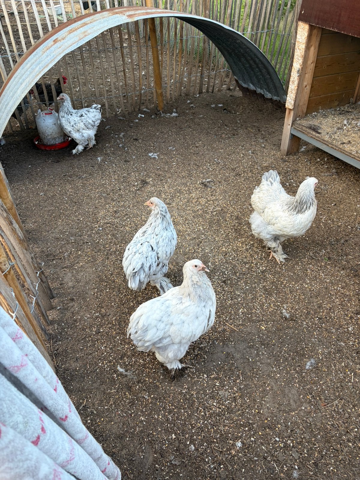 Kuikens en kippen, Plusieurs animaux, Poule ou poulet