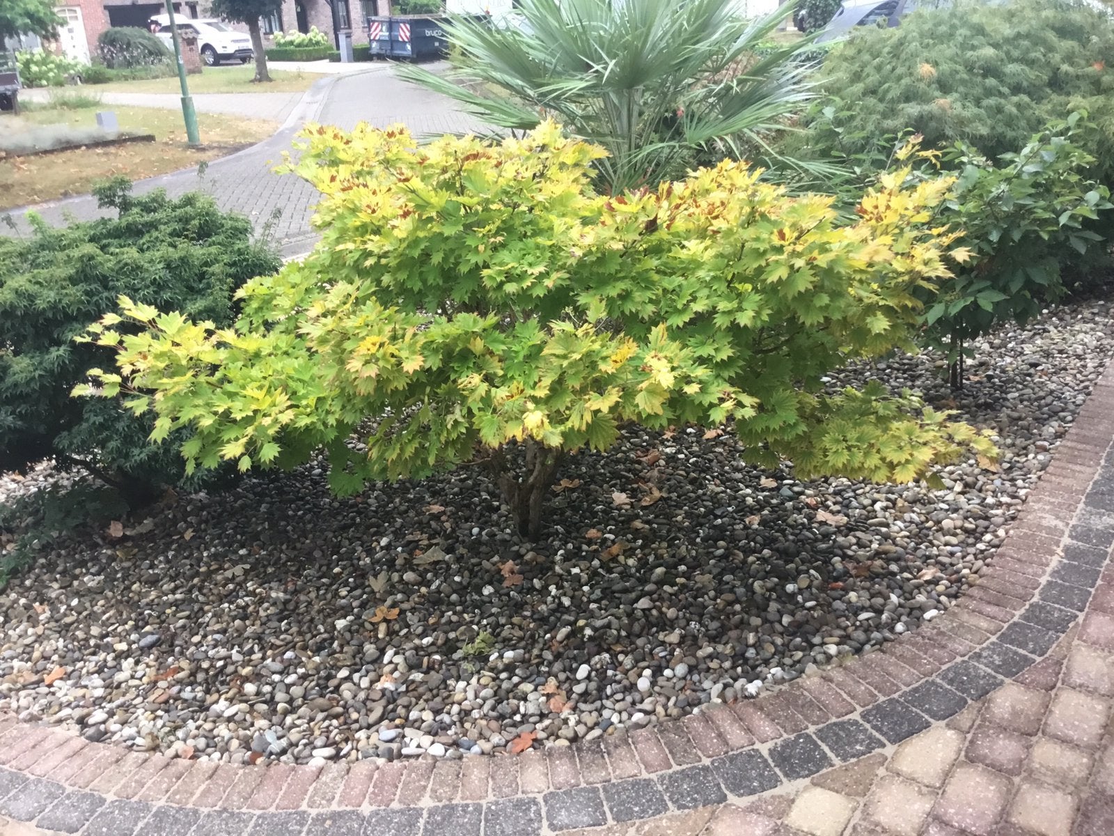 Grote japans esdoorn, Tuin en Terras, Ophalen, Zo goed als nieuw