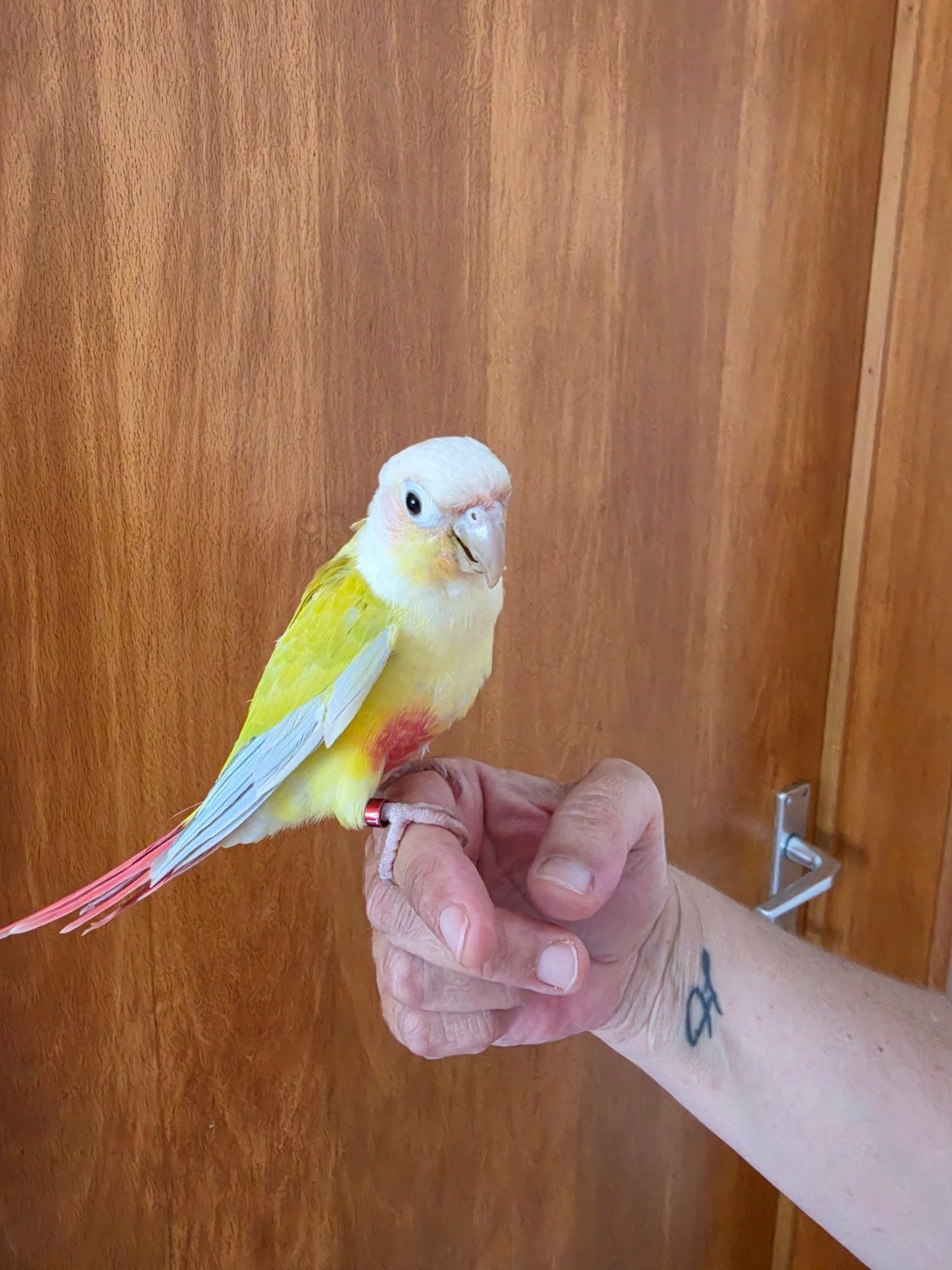 conure suncheek apprivoisé 1ans, Dieren en Toebehoren, Parkiet, Pratend