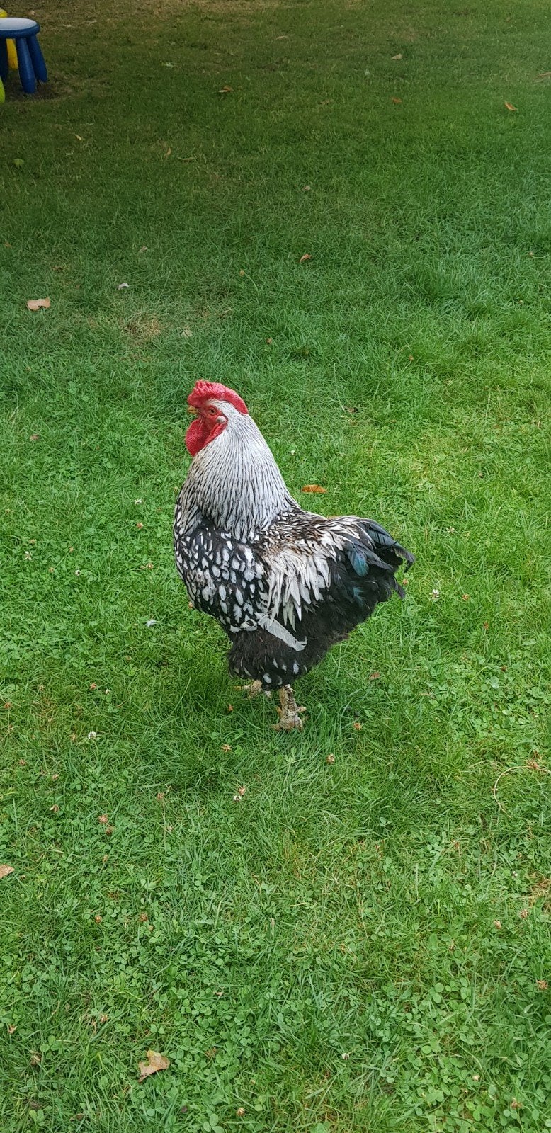 Wyandotte haan