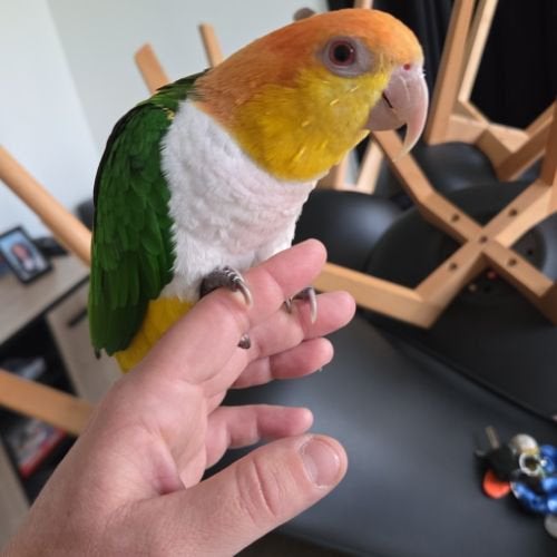 Perroquet Caique tete orange elevé à la main sociable, Animaux & Accessoires, Mâle, Perroquet, Bagué