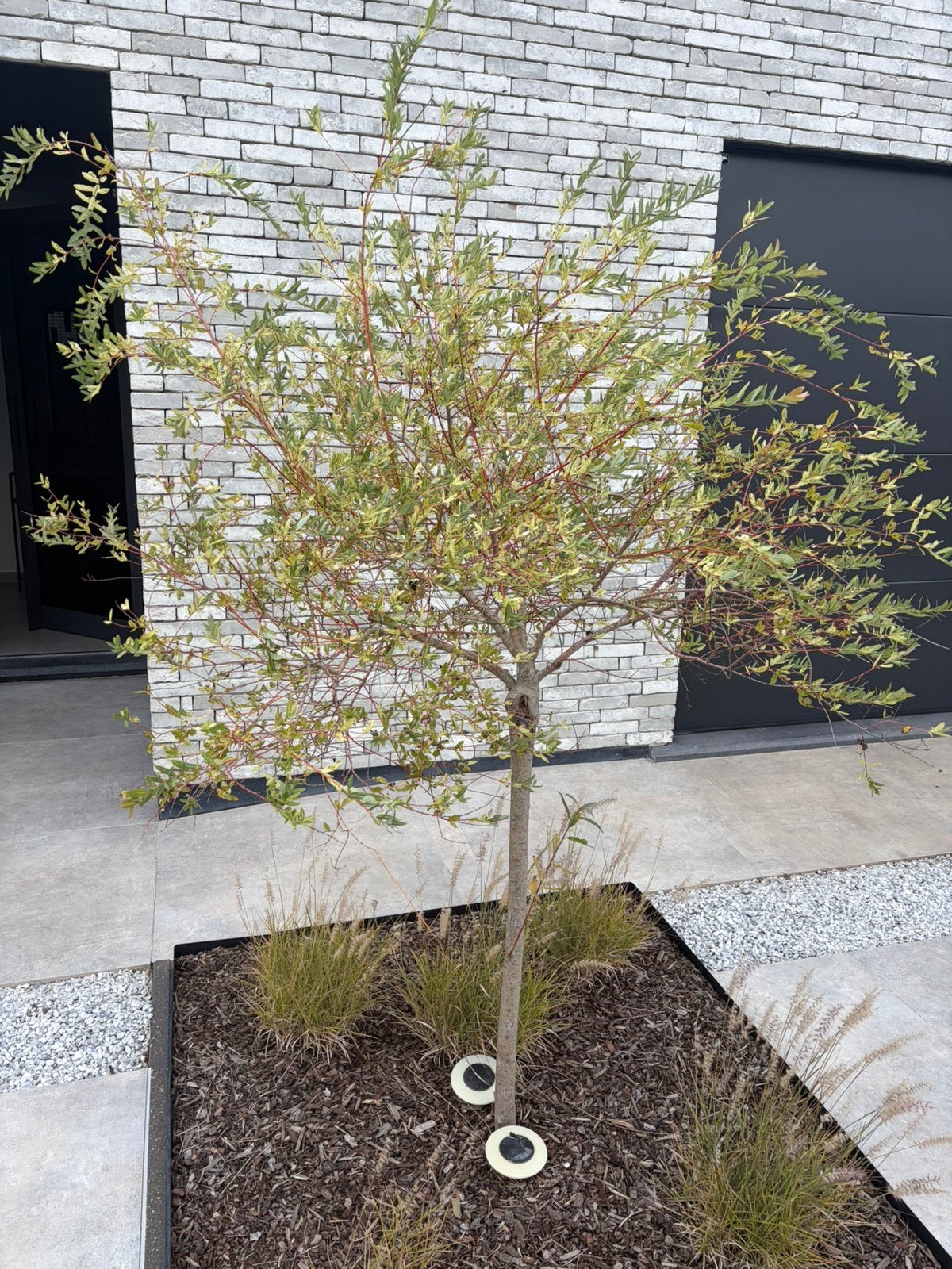 Bonte wilg op stam | Salix integra 'Hakuro-nishiki', Enlèvement ou Envoi
