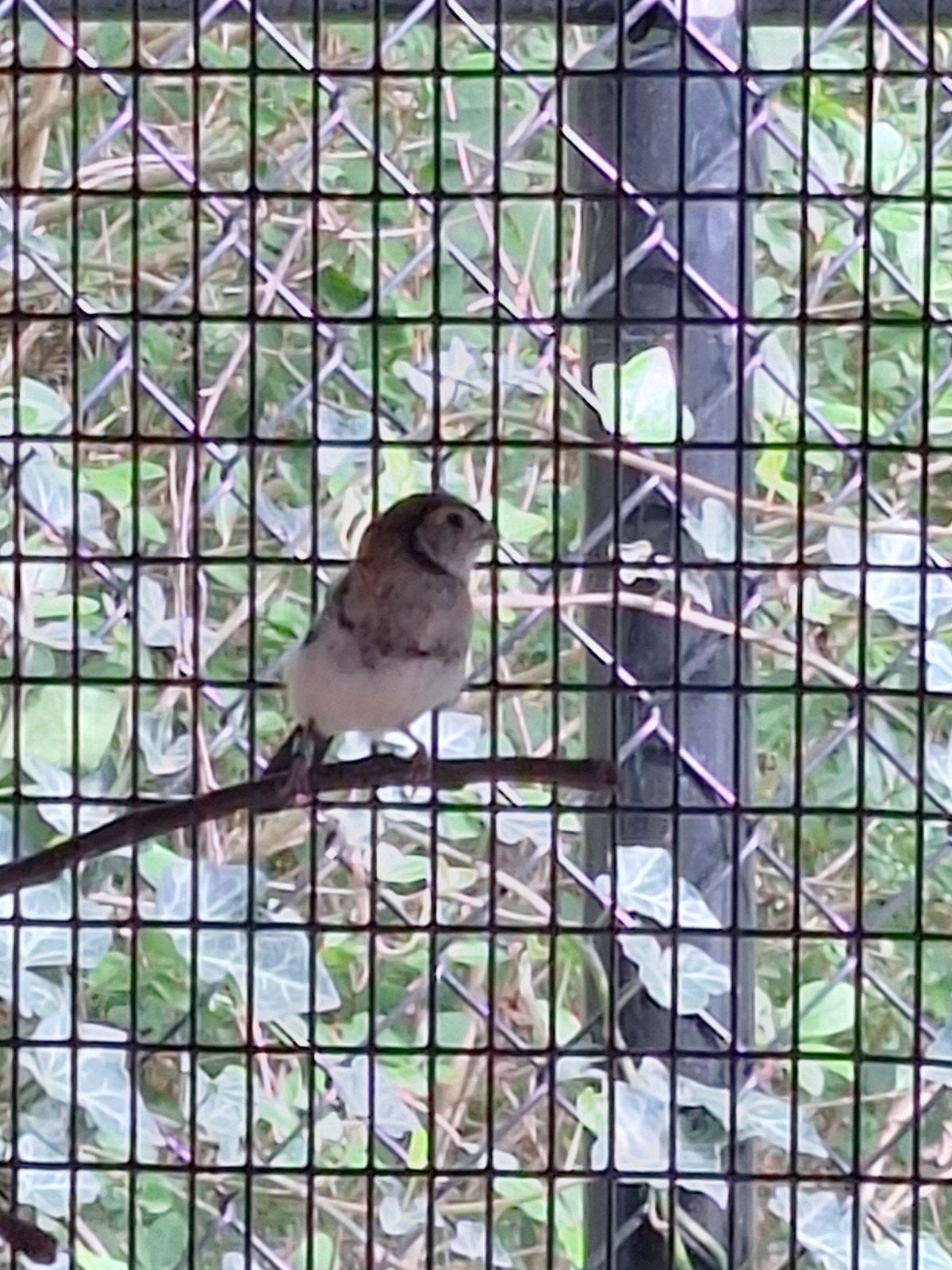 Bichenow en Spitsstaart, Dieren en Toebehoren