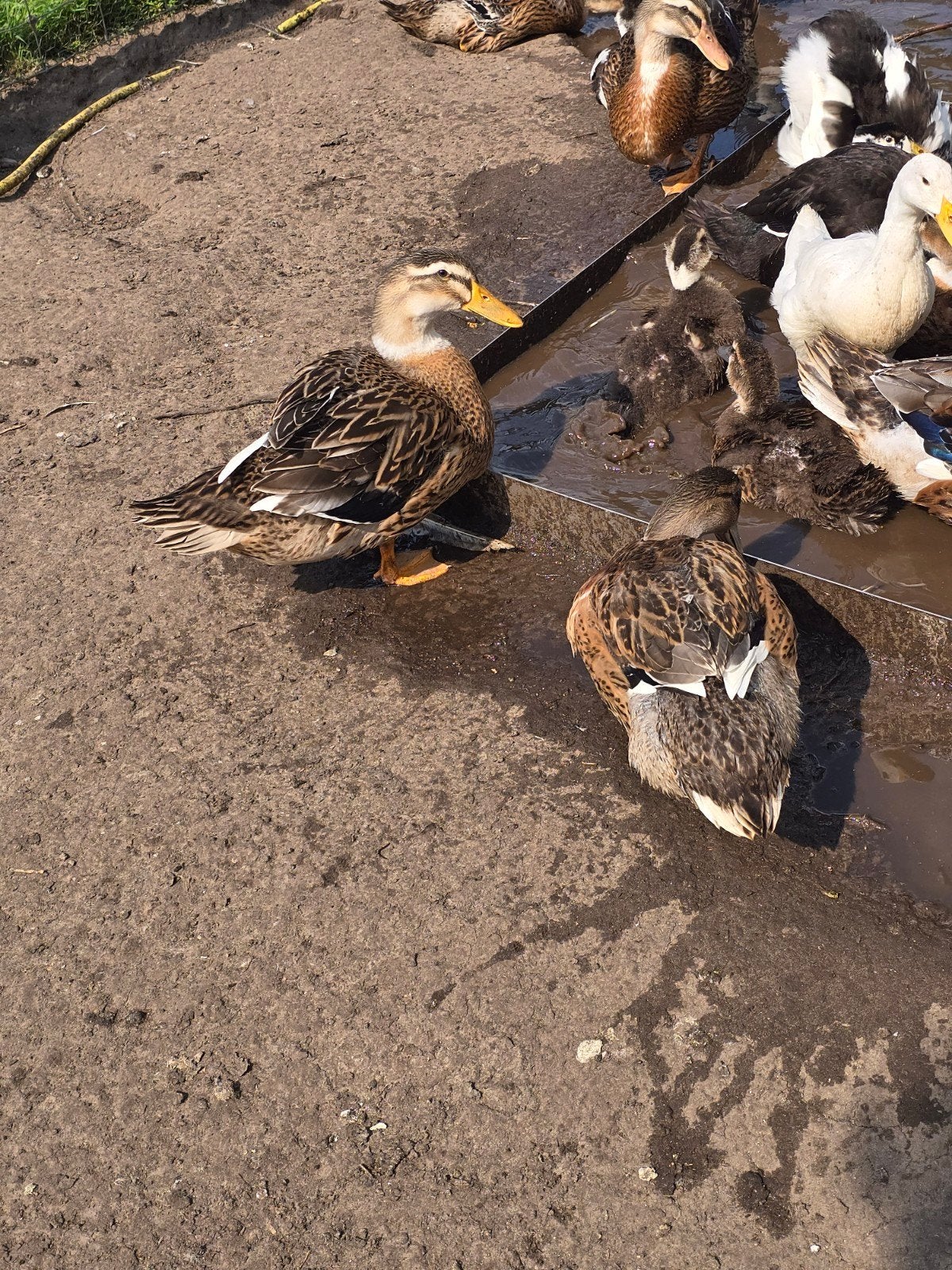 Roueneenden, Dieren en Toebehoren, Meerdere dieren, Eend