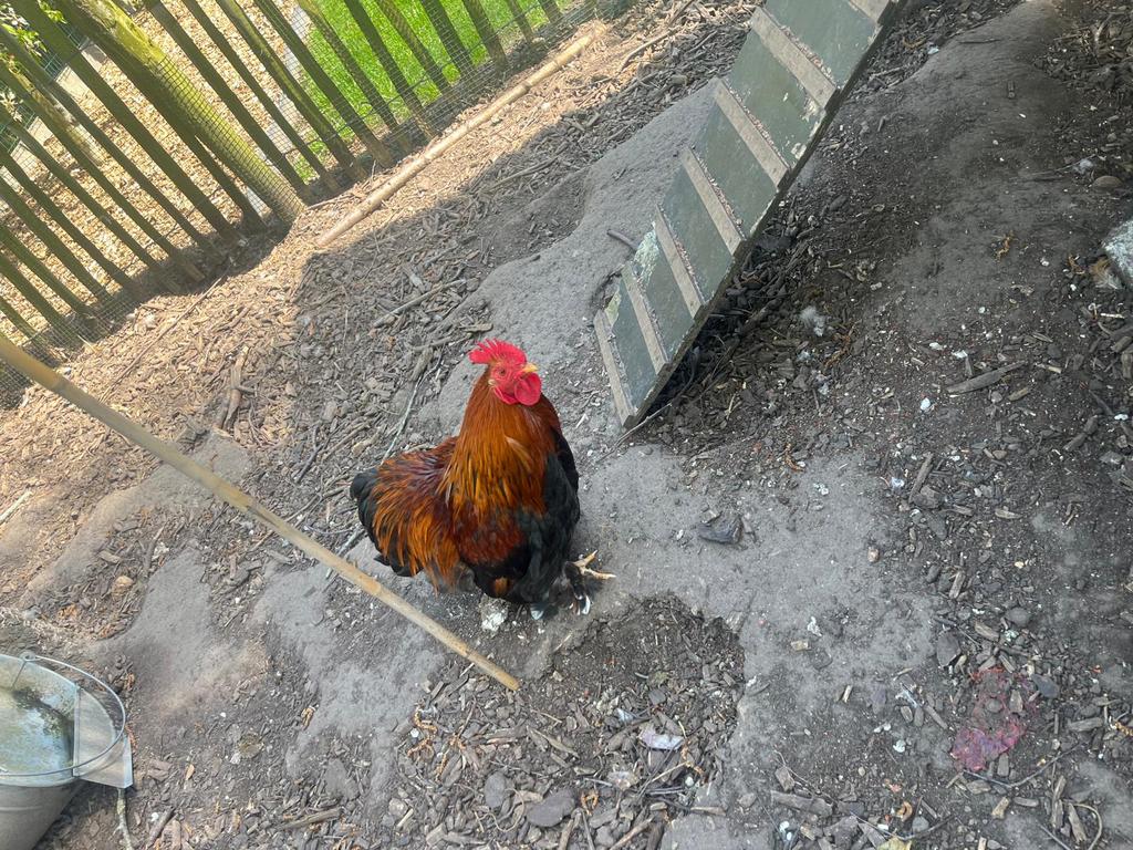 2 cochin haantjes, Dieren en Toebehoren, Pluimvee, Mannelijk, Kip
